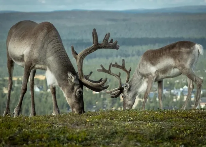Hébergement de vacances Norlight - Tuli