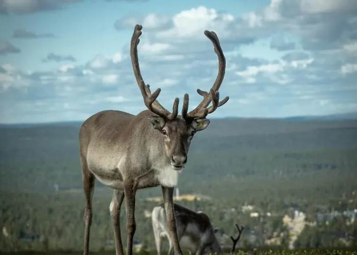 Norlight - Tuli Hébergement de vacances *